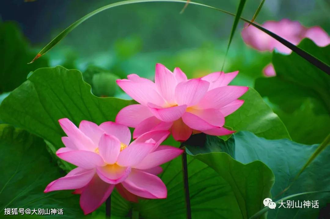 名蓮最新，探索與發(fā)現(xiàn)