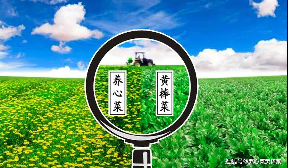 探索未來跑狗圖，2024年新版跑狗圖7777788888的獨(dú)特魅力