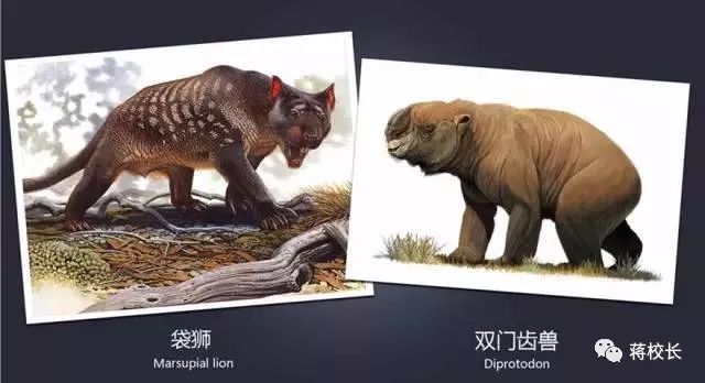 新澳2024今晚開獎資料四不像，探索彩票背后的神秘世界