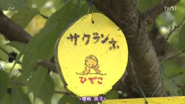 新澳門一碼一肖一特一中水果爺爺?shù)莫?dú)特故事與傳奇人生